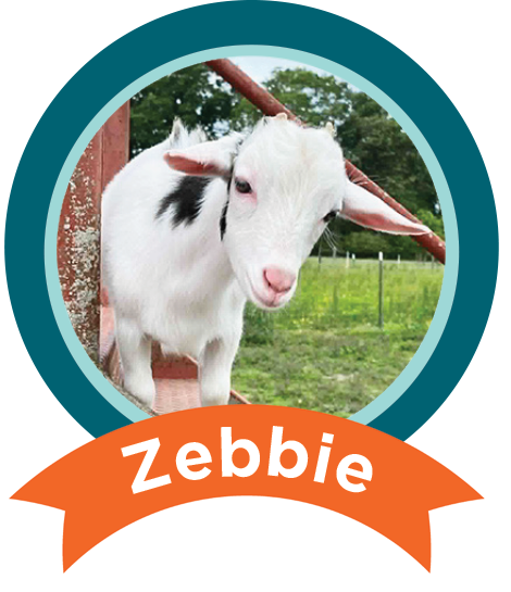 Zebbie